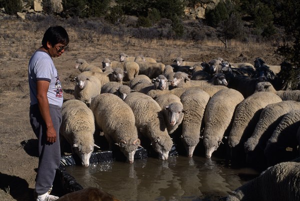USA, New Mexico, Zuni, Zuni Native American Indian man called Philip with his flock of sheep at the village water hole.
