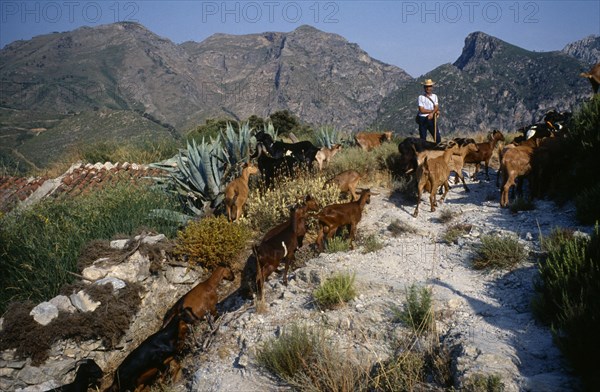 SPAIN, Sierra Nevada, Andalucia, Goat herder on mountain track.