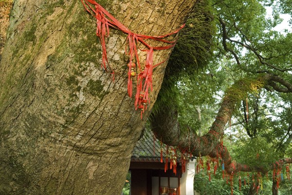 CHINA, Zhejiang , Putuoshan, Decorated Camphor Tree at Puji Temple. While this Buddhist temple's origins go back to the Tang dynasty it was completed in 1731 during the Qing dynasty