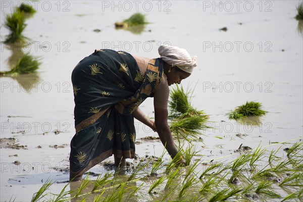 INDIA, Tamil Nadu, Agriculture, Woman planting rice plants in a paddy field