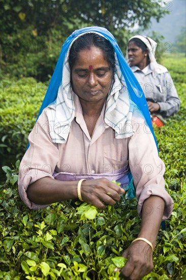 INDIA, Kerala, Vandiperiyar, "Woman picking leaves from tea plant, Periyar Connemara Estate"