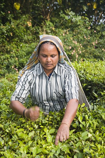 INDIA, Kerala, Vandiperiyar, "Woman picking leaves from tea plant, Periyar Connemara Estate"