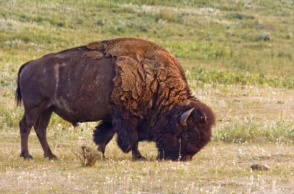 CANADA, Alberta, Milk River Ridge , American Bison Bos bison grazing on the plains near Milk River Ridge in southern Alberta