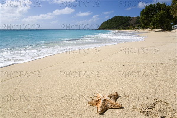 WEST INDIES, St Vincent And The Grenadines, Canouan, South Glossy Beach in Glossy Bay with a starfish on the sand and waves breaking on the shoreline of the turqoise sea