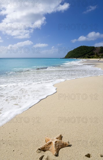 WEST INDIES, St Vincent And The Grenadines, Canouan, South Glossy Beach in Glossy Bay with a starfish on the sand and waves breaking on the shoreline of the turqoise sea