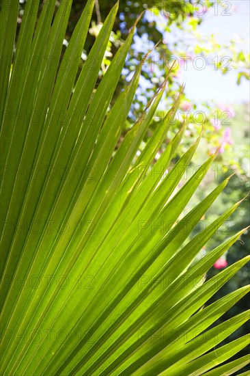 WEST INDIES, St Vincent And The Grenadines, Canouan Island, Tamarind Beach detail of a fanned palm leaf.