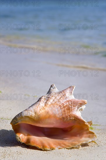 WEST INDIES, St Vincent And The Grenadines, Union Island, Conch shell at the water's edge on the beach at Clifton
