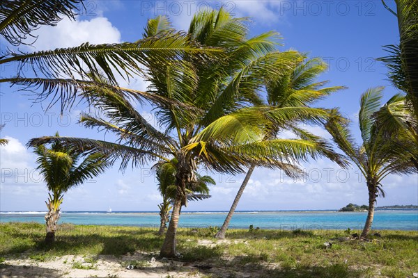 WEST INDIES, St Vincent And The Grenadines, Union Island, Coconut palm trees blowing in the wind and bending on the beach at Clifton with a sailing yacht at sea beyond the distant reef.