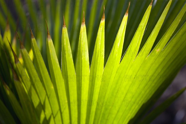 WEST INDIES, St Vincent And The Grenadines, Union Island, Pattern of backlit fanned palm leaves in Clifton.