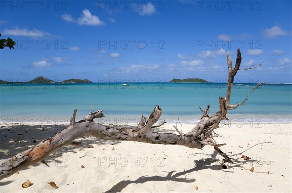 WEST INDIES, Grenada, Carriacou, "Dead branch of a tree in the sand with waves breaking on Paradise Beach at L'Esterre Bay with the turqoise sea, a fishing boat at anchor and small islands beyond"