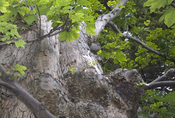 ENGLAND, West Sussex, Shoreham-by-Sea, Squirrel blending in with tree.