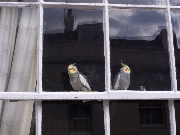 ENGLAND, West Sussex, Shoreham-by-Sea, Two Cockatiels looking out of domestic window.