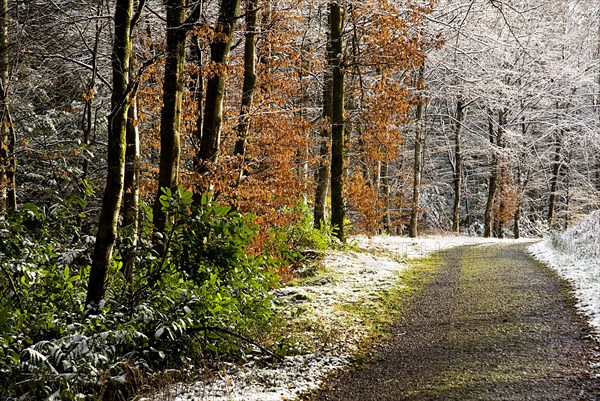 20093545 IRELAND Monaghan Monaghan Town Rossmore Forest Park. Winter scene with snow and some trees with leaves