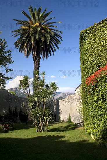 20093650 ITALY Campania Ravello Villa Cimbrone. Tall tree at entrance to the villa