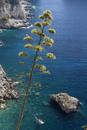 20093660 ITALY Campania Island of Capri Capri Town. View from Augustus Gardens with shrub in foreground