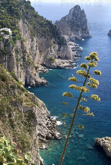 20093661 ITALY Campania Island of Capri Capri Town. View towards Faraglioni Rocks from Augustus Gardens