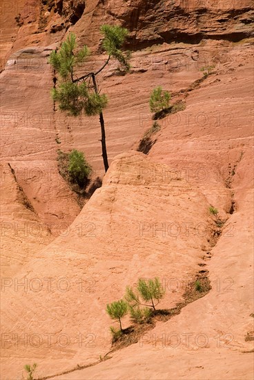 FRANCE, Provence Cote d’Azur, Le Sentier des Ocres (The Ochre Footpath) , Tree and shrubs growing in gullys through ochre cliff in the area known as the Needle Cirque.