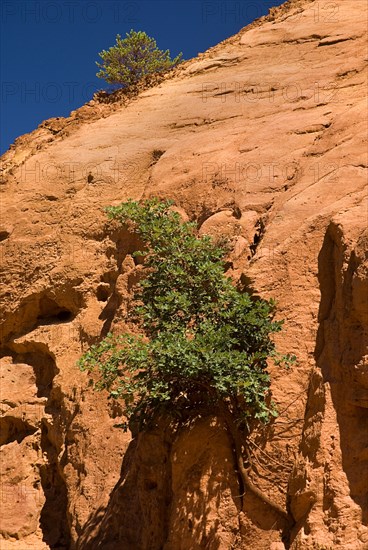 FRANCE, Provence Cote d’Azur, Vaucluse, Colorado Provencal.  Vivid red rocks in the area of park known as The Sahara Section with stunted trees growing from crevices in the rock surface.