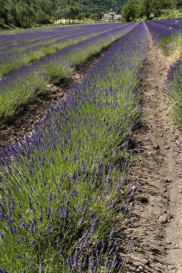 FRANCE, Provence Cote d’Azur, Vaucluse, Abbaye Notre Dame de Sénanque.  View towards monastery in tree lined valley over field of lavender in foreground.