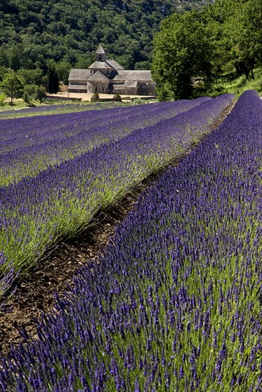 FRANCE, Provence Cote d’Azur, Vaucluse, "Abbaye Notre Dame de Senanque.  View towards monastery in tree lined valley, over field of lavender in the foreground"