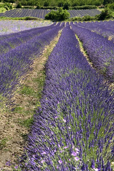 FRANCE, Provence Cote d’Azur, Vaucluse, Fields of lavender near village of Auribeau.