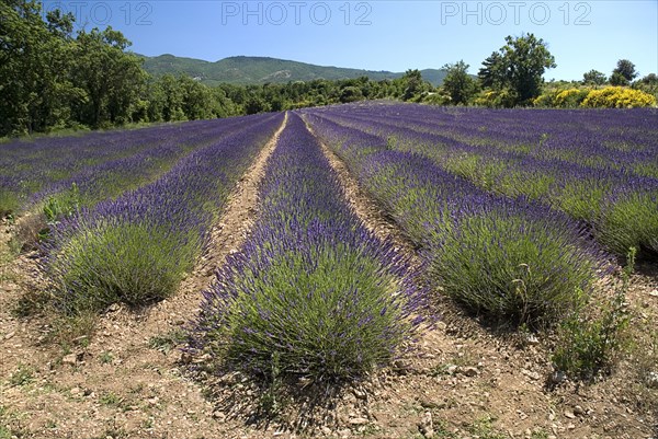 FRANCE, Provence Cote d’Azur, Vaucluse, Lavender field between villages of Saignon and Auribeau.