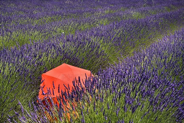 FRANCE, Provence Cote d’Azur, Vaucluse, Red umbrella amidst rows of lavender in field between villages of Saignon and Auribeau.
