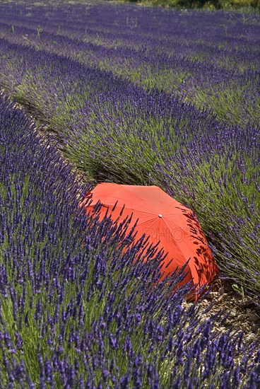 FRANCE, Provence Cote d’Azur, Vaucluse, Red umbrella amidst rows of lavender in field between villages of Saignon and Auribeau.