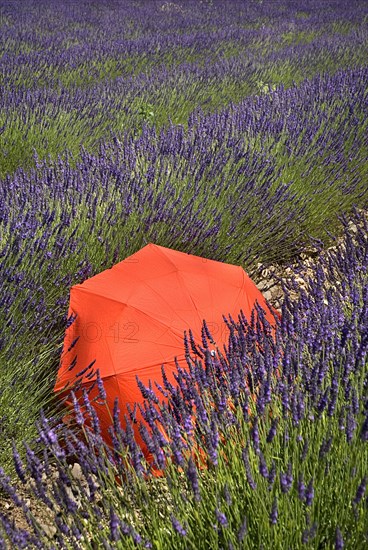 FRANCE, Provence Cote d’Azur, Vaucluse, Red umbrella amidst rows of lavender in field between villages of Saignon and Auribeau.