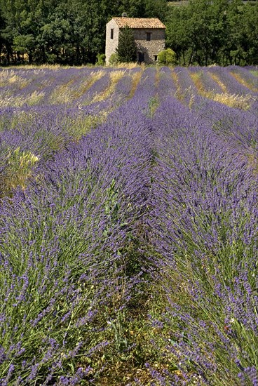FRANCE, Provence Cote d’Azur, Vaucluse, Stone barn with tiled roof in lavender field near village of Auribeau.