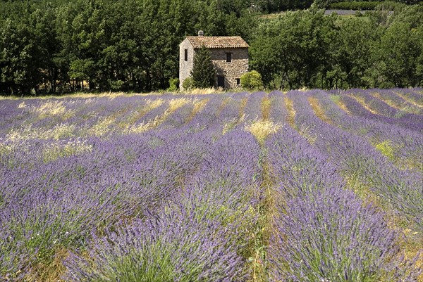 FRANCE, Provence Cote d’Azur, Vaucluse, Stone barn with tiled roof in field of lavender near village of Auribeau.