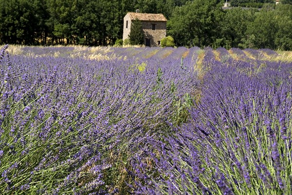 FRANCE, Provence Cote d’Azur, Vaucluse, Stone barn with tiled roof in field of lavender near village of Auribeau.