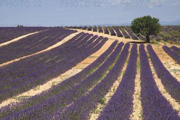 FRANCE, Provence Cote d’Azur, Alpes de Haute Provence, "Valensole.  Rows of lavender growing in field on farm in major growing area near town of Valensole.  Single tree off-centre, just below skyline."