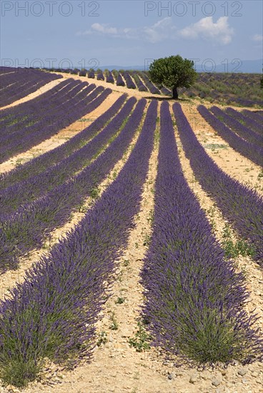 FRANCE, Provence Cote d’Azur, Alpes de Haute de Provence, "Sweeping vista of lavender field with a single tree, off-centre, just below skyline in its midst.  In major growing area near town of Valensole."
