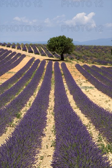 FRANCE, Provence Cote d’Azur, Alpes de Haute Provence, "Sweeping vista of lavender field with a single tree at centre, just below skyline in major growing area near town of Valensole."
