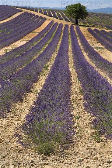 FRANCE, Provence Cote d’Azur, Alpes de Haute Provence, "Sweeping vista of lavender field with a tree off -centre, just below skyline in its midst in major growing area near town of Valensole."