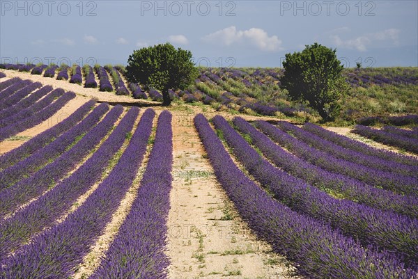 FRANCE, Provence Cote d’Azur, Alpes de Haute Provence, Sweeping vista of lavender field with distant trees in major growing area near town of Valensole.