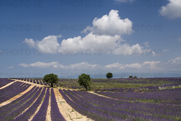 FRANCE, Provence Cote d’Azur, Alpes de Haute Provence, Sweeping vista of lavender field with distant trees under expanse of blue sky with white clouds.  In major lavender growing area near town of  Valensole.