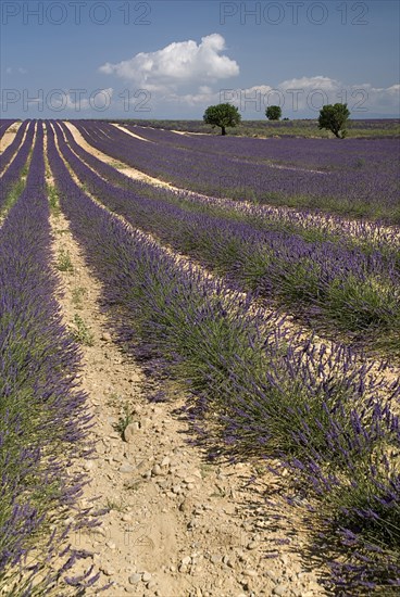 FRANCE, Provence Cote d’Azur, Alpes de Haute Provence, Sweeping vista of lavender field with distant trees in major growing area near town of Valensole.