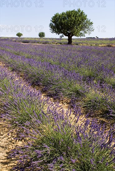 FRANCE, Provence Cote d’Azur, Alpes de Haute Provence, Sweeping vista of lavender field with trees against skyline in major growing area near town of Valensole.