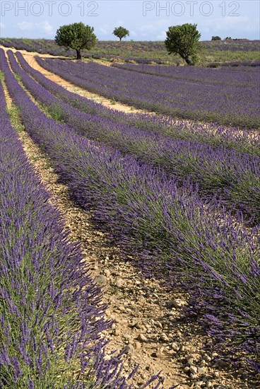 FRANCE, Provence Cote d’Azur, Alpes de Haute Provence, Sweeping vista of lavender field with distant trees in major growing area near town of Valensole.
