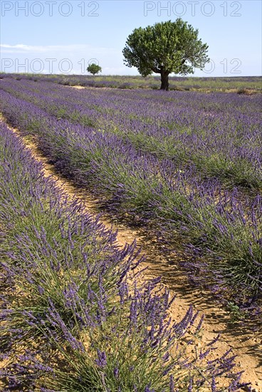 FRANCE, Provence Cote d’Azur, Alpes de Haute Provence, Sweeping vista of lavender field with trees on skyline in major growing area near town of Valensole.