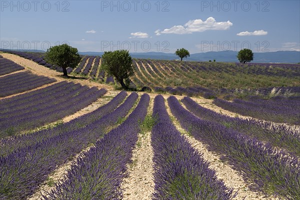 FRANCE, Provence Cote d’Azur, Alpes de Haute Provence, Sweeping vista of rows of lavender in field dotted with trees in major growing area near town of Valensole beneath blue sky and drifting white cloud.