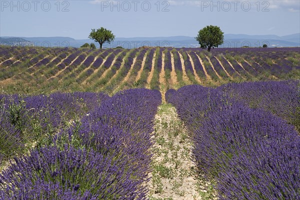 FRANCE, Provence Cote d’Azur, Alpes de Haute Provence, Rows of lavender and distant pair of trees in field in major growing area near town of Valensole.