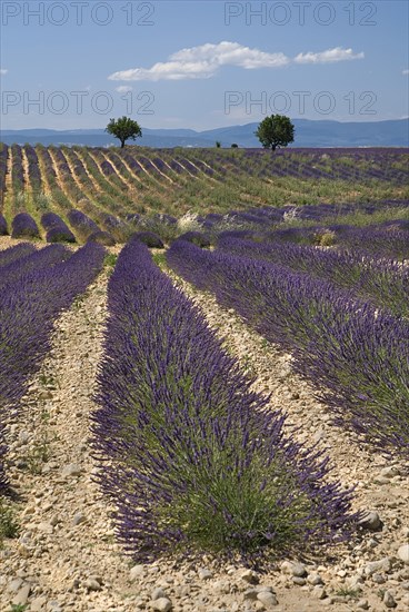 FRANCE, Provence Cote d’Azur, Alpes de Haute Provence, Rows of lavender and distant trees in field in major growing area near town of Valensole.