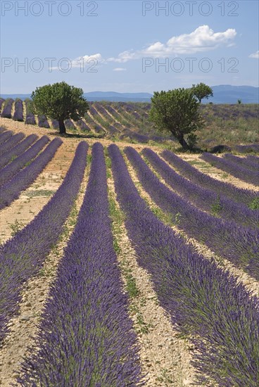 FRANCE, Provence Cote d’Azur, Alpes de Haute Provence, Sweeping vista of field with rows of lavender and pair of trees trees in centre.  In major growing area near town of Valensole.
