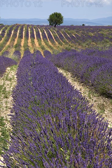 FRANCE, Provence Cote d’Azur, Alpes de Haute Provence, Sweeping vista of field with rows of lavender and distant tree in major growing area near town of Valensole.