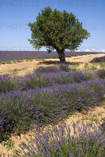 FRANCE, Provence Cote d’Azur, Alps de Haute Provence, A tree growing amongst rows of lavender in major growing area near town of Valensole.