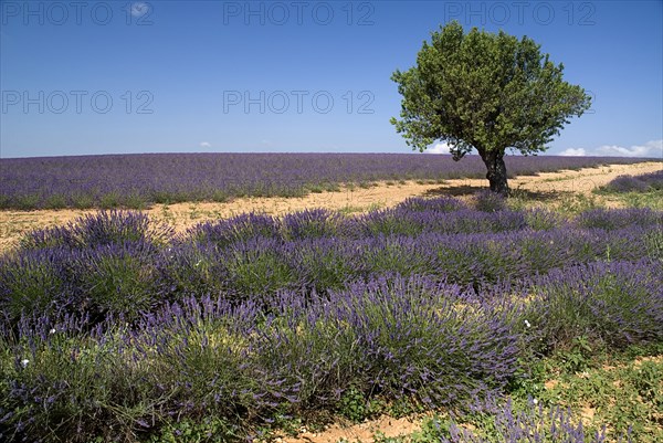 FRANCE, Provence Cote d’Azur, Alpes de Haute Provence, A tree amongst rows of lavender in field in major growing area near town of Valensole.