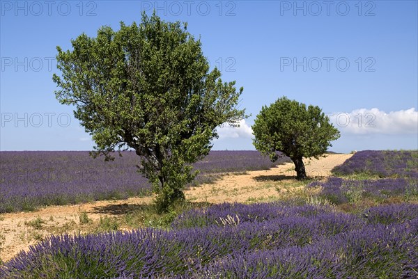 FRANCE, Provence Cote d’Azur, Alpes de Haute Provence, Two trees growing between rows of lavender in major growing area near town of Valensole.